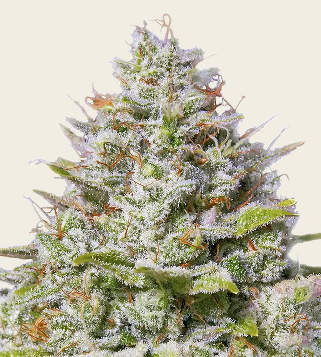 Image of Blue Gelato 41