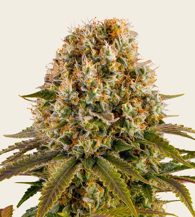 Image of Strawberry Lemonade