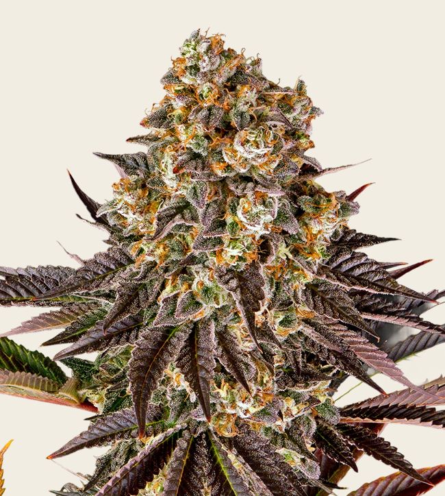 Image of Gelato 45