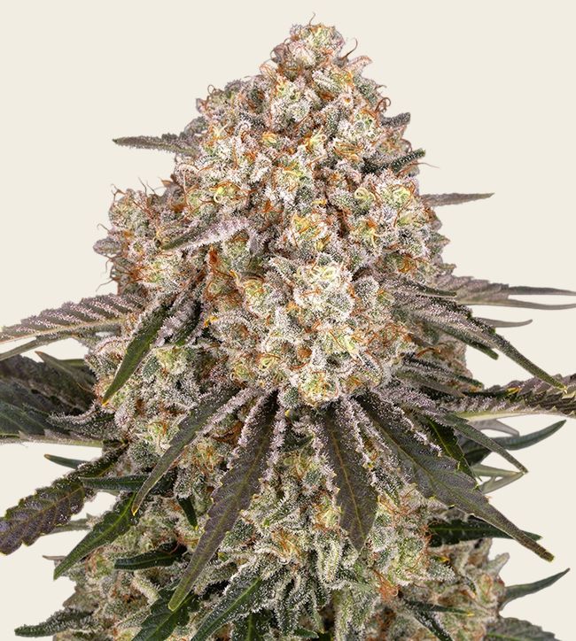 Image of AK-47