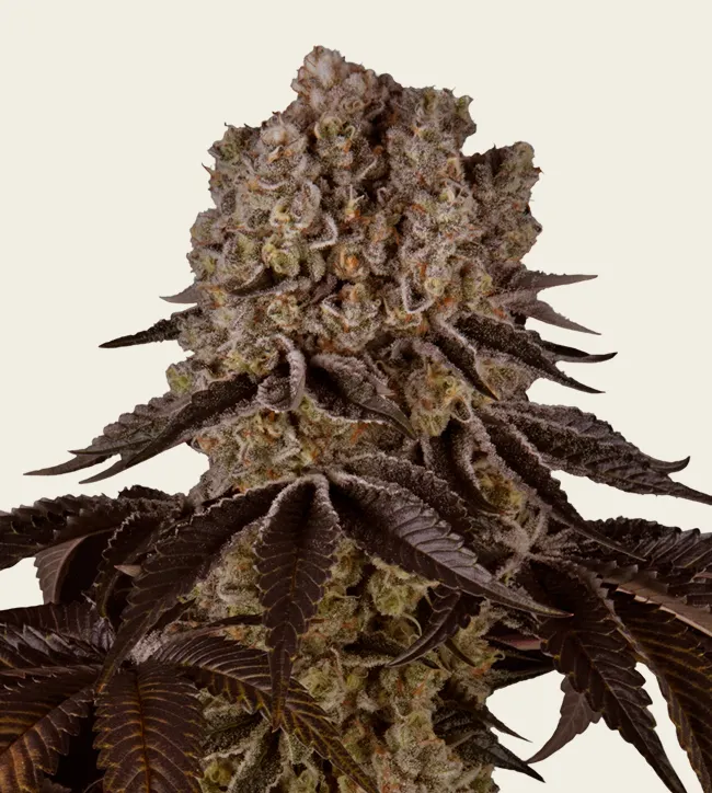 Purple Punch