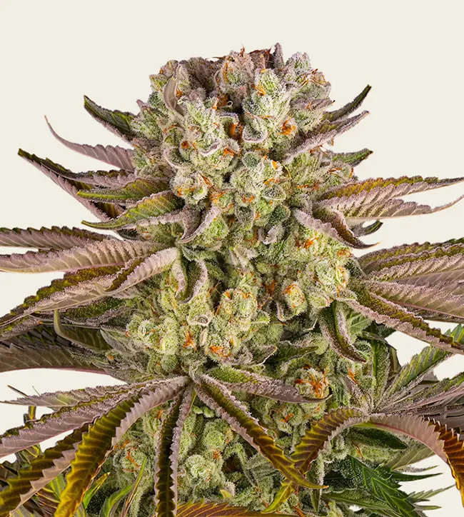 Pineapple Express