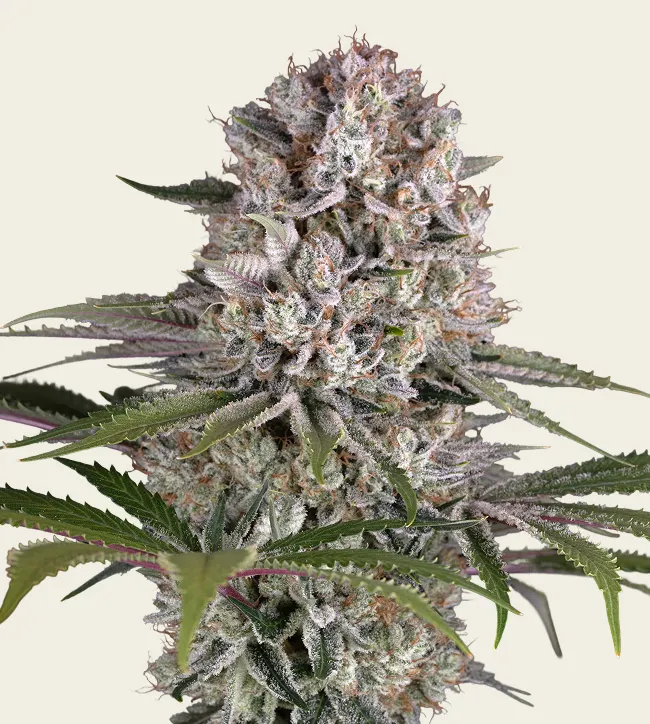 Amnesia Haze