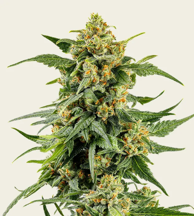 Skunk #1