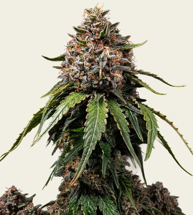 White Widow