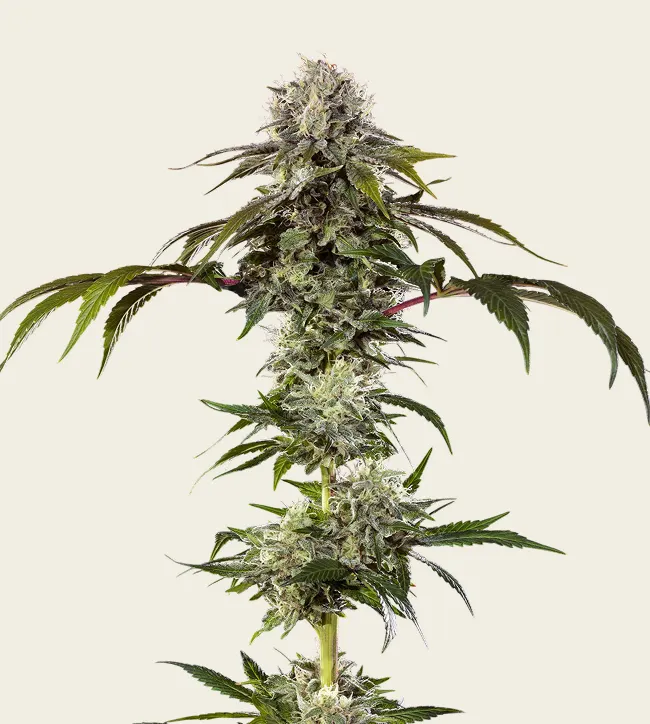 Durban Poison