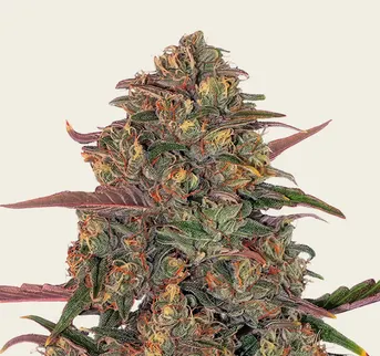 Pineapple Chunk - Image 1