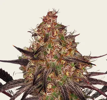 Ayahuasca Purple - Image 1