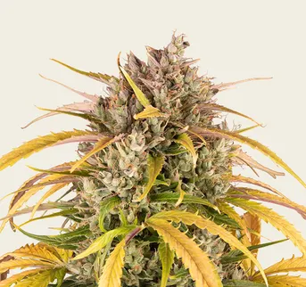 LSD - Image 1