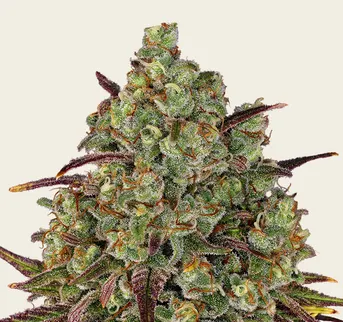 Tangerine Dream - Image 1