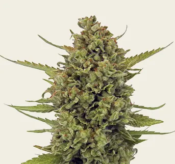 Acapulco Gold - Image 1