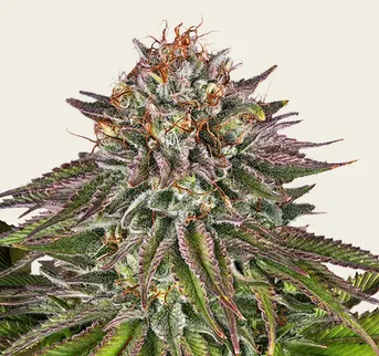 Critical Kush - Image 1