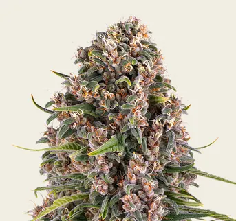 Blue Cheese - Image 1