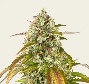 Pineapple Express Auto - Image 1
