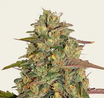 Amnesia Lemon - Image 1
