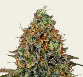 Tangerine Dream Auto - Image 1
