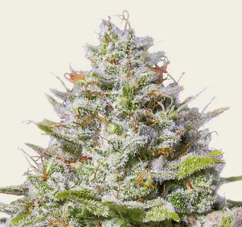 Blue Gelato 41 - Image 1
