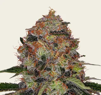 Shiskaberry - Image 1