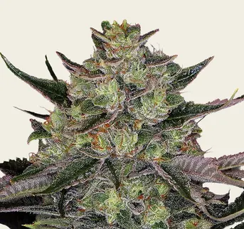 Gorilla Z - Image 1