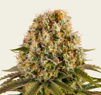 Strawberry Lemonade - Image 1