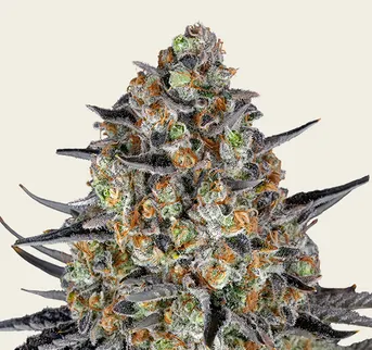 LSD Auto - Image 1