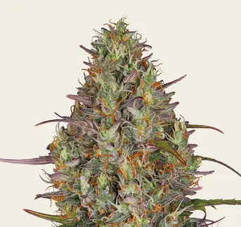 Glue Gelato Auto - Image 1