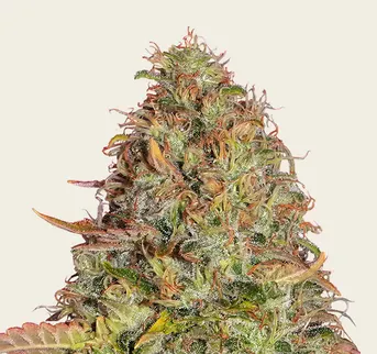 Original Z OG Auto - Image 1