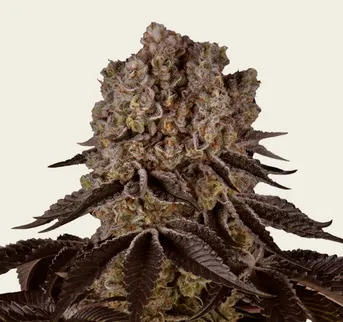 Purple Punch - Image 1