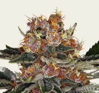 Purple Punch Auto - Image 1