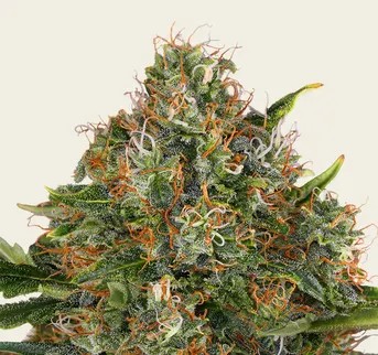 G13 Haze - Regular - Image 1