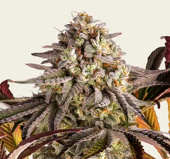 Blue Sunset Sherbert - Image 1