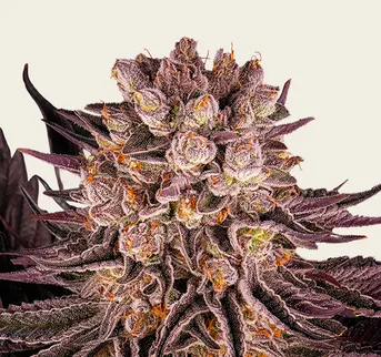 Mimosa x Orange Punch - Image 1