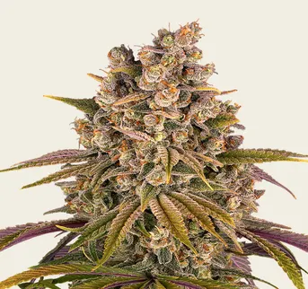 Lemon Tree - Image 1