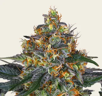 Moby Dick Auto - Image 1