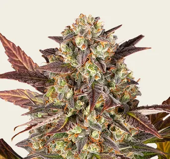 Amnesia Haze Auto - Image 1