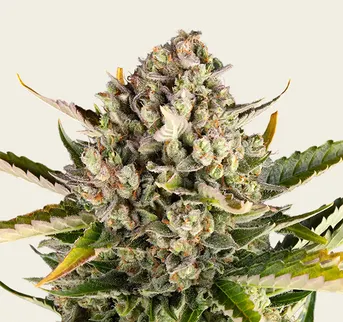 Strawberry Cheesecake Auto - Image 1