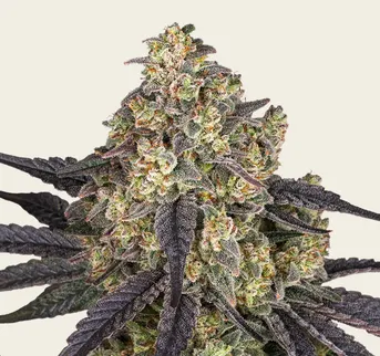 Kush Mintz - Image 1