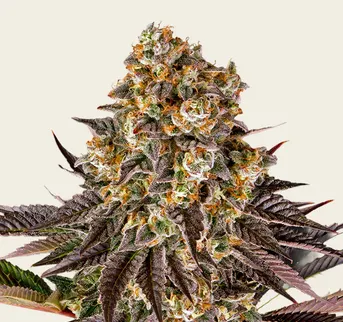 Gelato 45 - Image 1