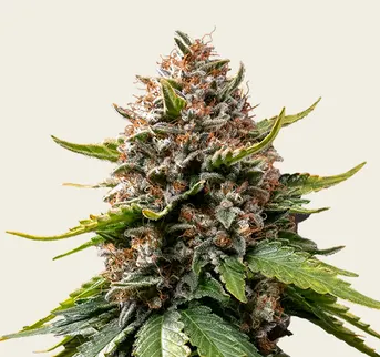White Widow XXL Auto - Image 1