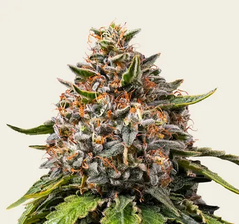 White Widow XXL - Image 1