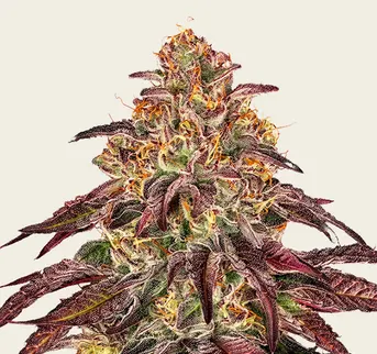 Mimosa x Orange Punch Auto - Image 1