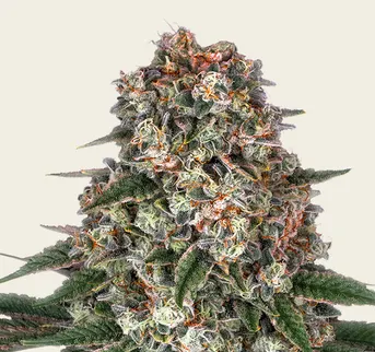 Tropicanna Banana - Image 1