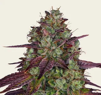 Mimosa EVO - Image 1