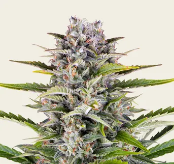 Gorilla Z Auto - Image 1
