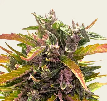 GG4 Auto - Image 1