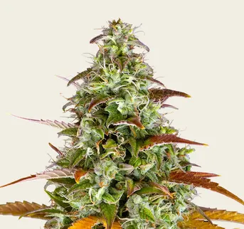 Watermelon Z Auto - Image 1