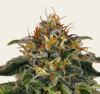 Moby Dick - Image 1