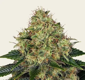 Skywalker OG Auto - Image 1