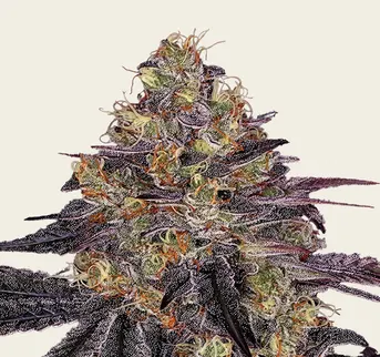 Watermelon Z - Image 1