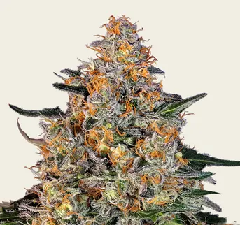 Bubba Kush - Image 1